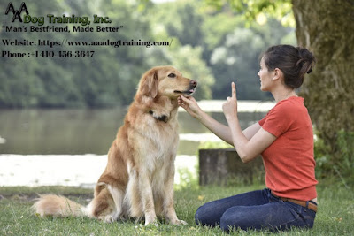 dog training baltimore