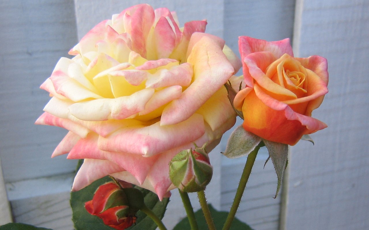 akpicture: BEAUTIFUL ROSES