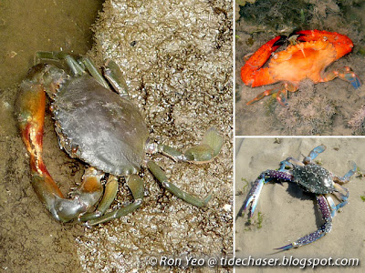 Swimming Crabs (Family Portunidae)