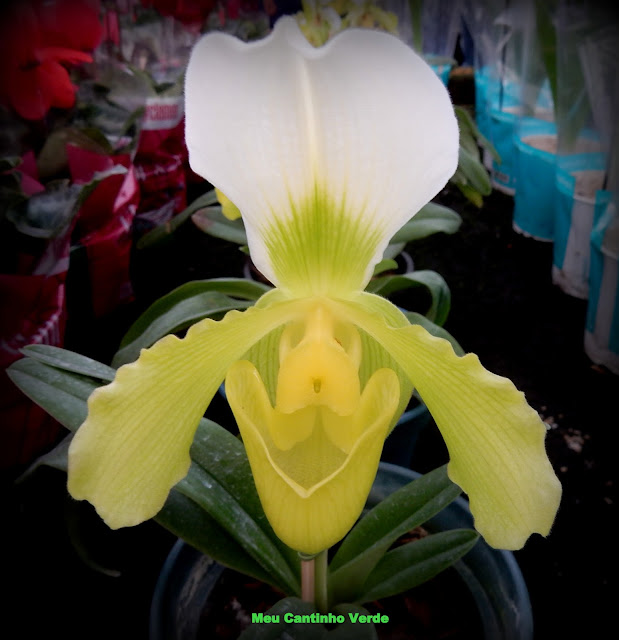 Paphiopedilum insigne