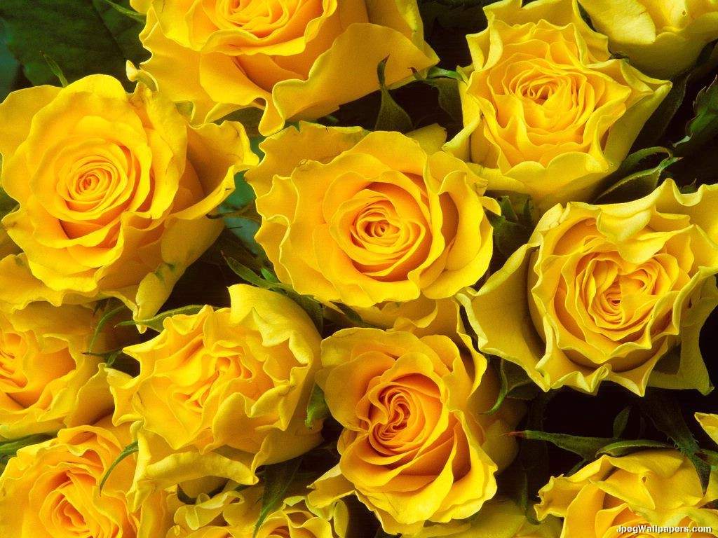 Yellow Roses5