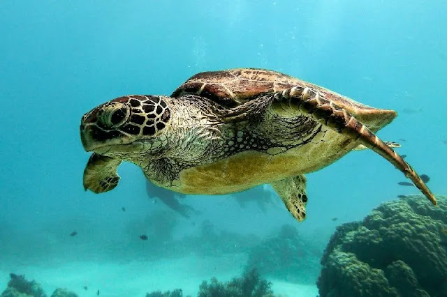 3000 años de patrones alimentarios en tortugas marinas verdes: una relación vital con praderas marinas amenazadas por el cambio climático