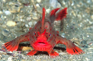 Handfish - Amazing undersea creature 