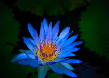 Blue Hawaii-IMG_3129