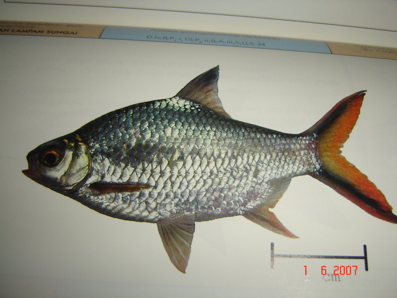  gambar  dan  nama jenis ikan  hias  air  tawar  Gambar  Ikan  hias 