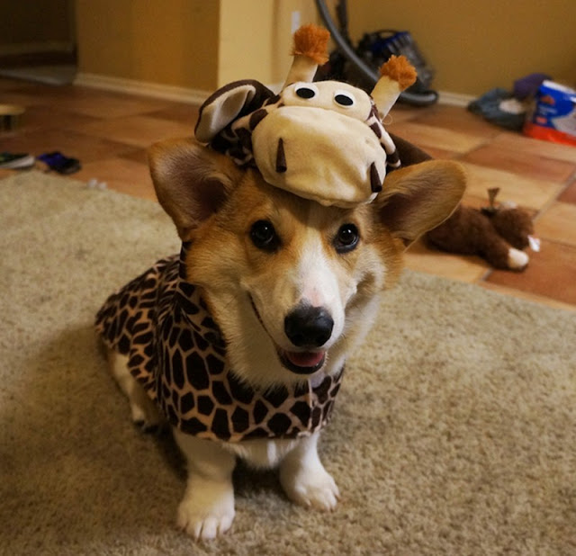 Meet Corgnelius the cutest corgi on the internet, Corgnelius, cute corgi pictures, dog photos