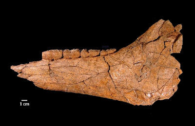 Ice Age horse fossil found near Las Vegas