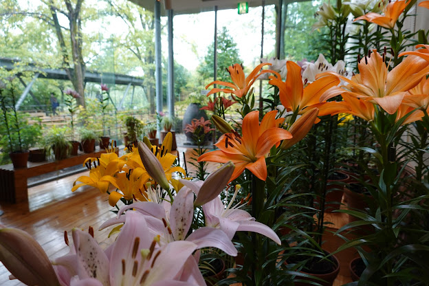 鳥取県西伯郡南部町鶴田　とっとり花回廊　ゆりの館