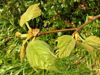 Acer+acerifolia-London+Plane-Compton+Verney-Gary+Webb