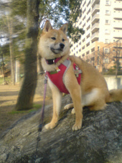 【お尻のほっぺ】岩の上に座りこちらを見つめる柴犬