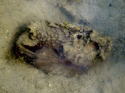 Stonefish (Synanceia horrida)