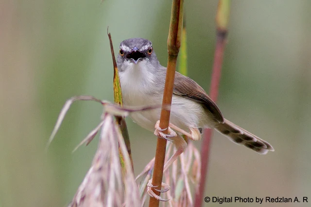 Rufescent Prinia (Prinia rufescens)