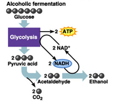 Alcohol fermentation 