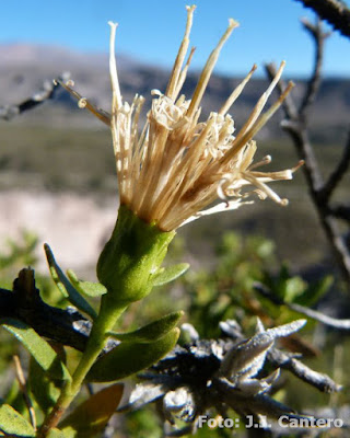 Famatinanthus decussatus