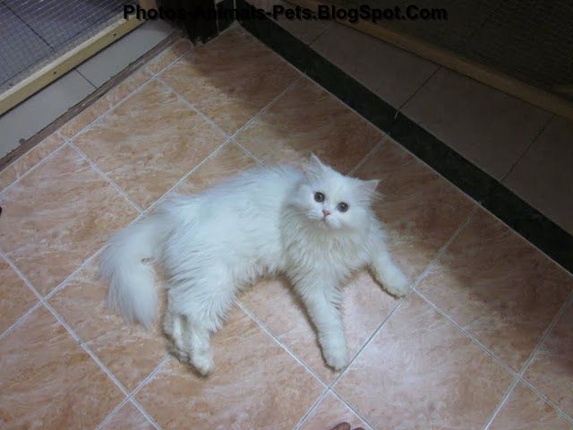 https://blogger.googleusercontent.com/img/b/R29vZ2xl/AVvXsEiIvnYzXE_0Jo4_51VZ7TKQiW7_ZfC_sZc2sabHi-GAAdy4TKbMbJjmsNwXHx67pMePuERn2k8DT_2bpAJjkBh4mOun4H5P0kzD28z8_KW6cuLROlLiEcTeNTB6NrdHHaHksClybMLVECs/s1600/white+cat+pictures_0004.JPG