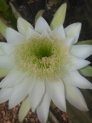 flor de captus