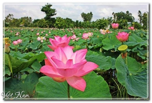 Ngắm cánh đồng sen bạt ngàn ở miền Tây, Đồng Tháp, Việt Nam