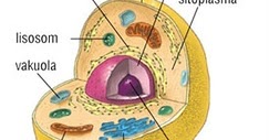 Lidya s Blog Struktur Sel  Hewan  Organel Sel  Hewan  dan 