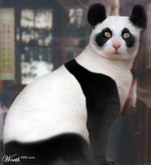 Panda-Cat