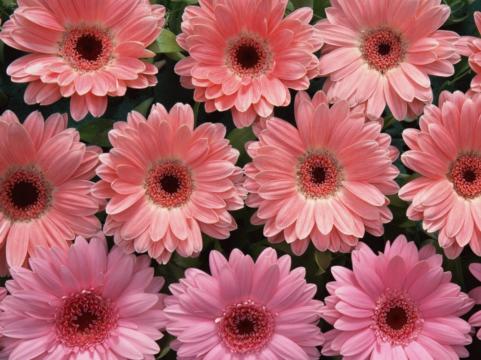  Pink  Flowers  Wallpapers wallpapers screensavers