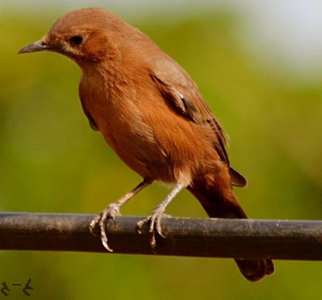 The brown rock chat or Indian chat (Cercomela fusca) 