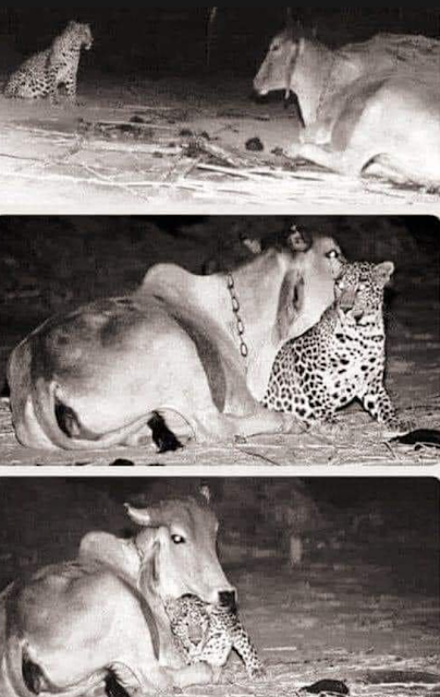 A Bond Between A Cow & A Leopard