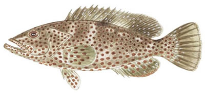 Rock Hind (Epinephelus adscensionis)