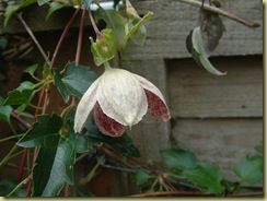 DSCF0015