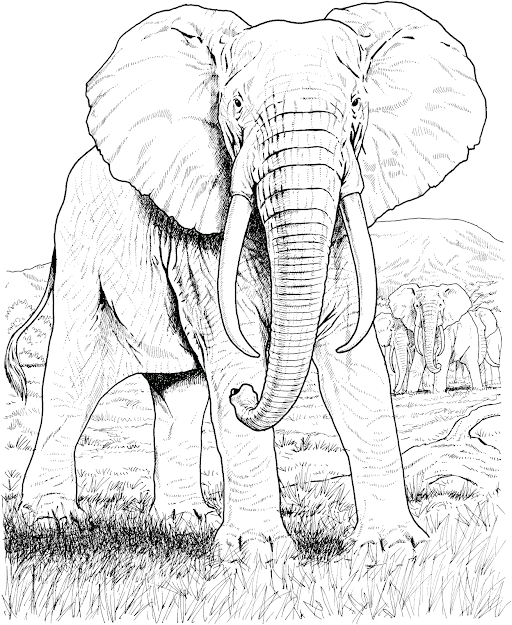 Elephant Mandala Coloring Pages Adult Color Pages Stress Relief On  Pinterest Coloring Pages