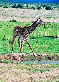 Wild baby giraffe on river bank in Africa 