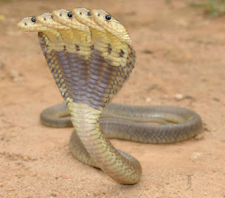 Cobra Snake Wallpapers