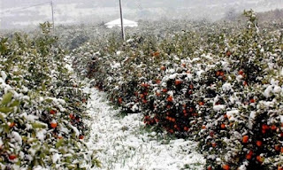 23.000 στρέμματα καλλιεργειών στην Ηλεία «έκαψε» Ο πάγος