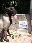 kopek2