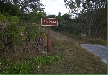 AM Everglades Morning (15)