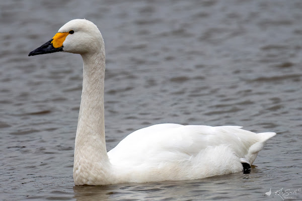 Bewick swan