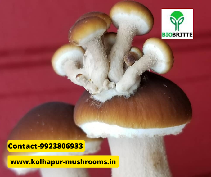 Fungi culture in Solapur