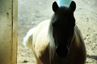 Palomino Miniature horse