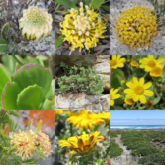 Yellow flowers at Olifantsbos in September