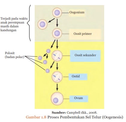 Proses pembentukan sel telur (Oogenesis), Sistem Reproduksi pada Manusia, http://semuamaterisekolah.blogspot.co.id/