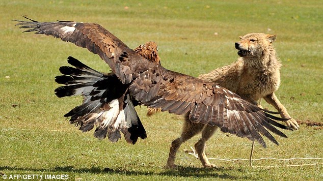 golden eagle hunting. the eagle swoops back in