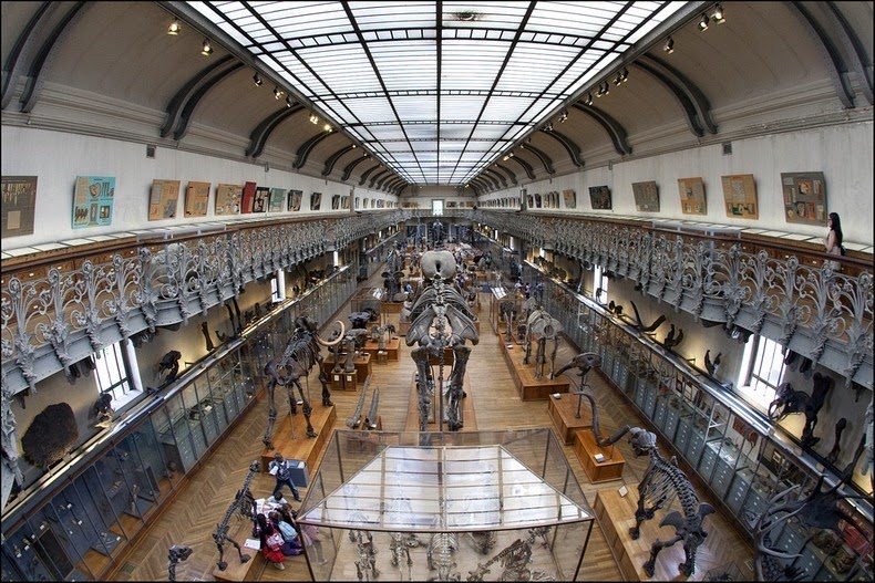 gallery-of-comparative-anatomy-5
