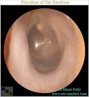 functions of the eardrum,tasks of tympanic mebrane,