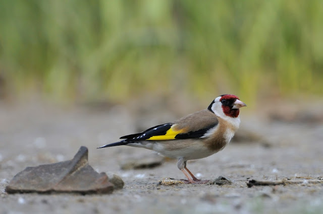 Karnaba, Carduelis carduelis, Jilguero