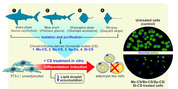Can Marine-Derived Chondroitin Sulfate Help Control Body Fat Accumulation?