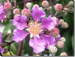 Lagerstroemia indica1