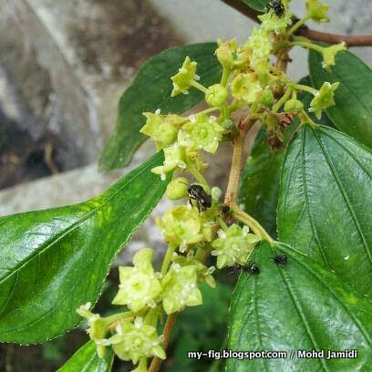 Pokok Bunga Kelulut Bidara Ziziphus mauritiana Kelab 