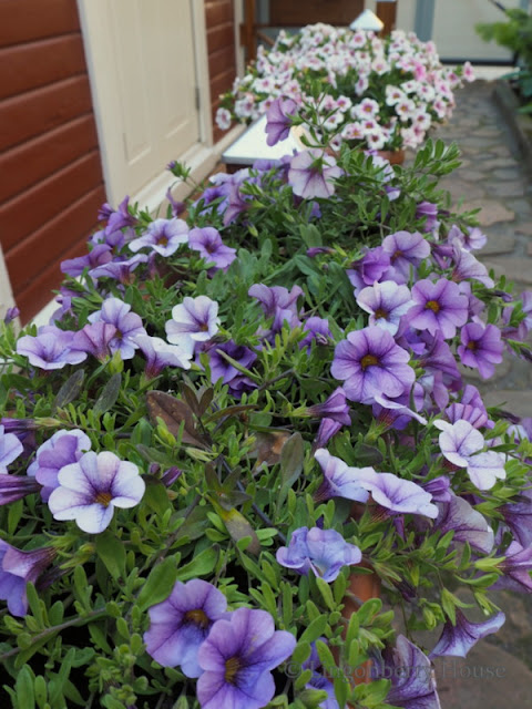 lingonberryhouse, garden , flowers, puutarha, kukkivat kukat