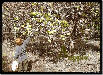 Day8AppleFarm