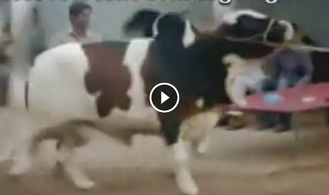 Jamal Cattle Farm Bull Jugnoo - Cow Mandi 2014  2014 facebook, Jamal Cattle Farm Bull Jugnoo - Cow Mandi 2014  2014 pics,shah cattle farm 2014,  cattle farming in pakistan, shah cattle farm 2014,