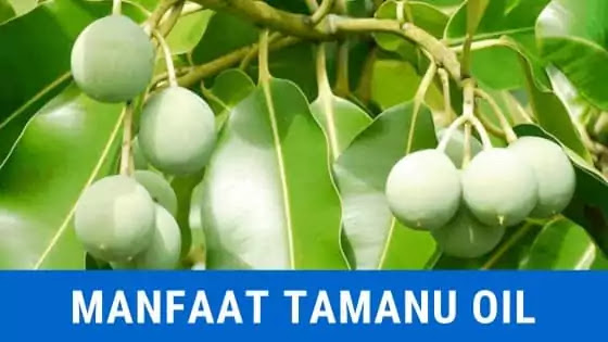 manfaat tamanu oil untuk kesehatan alami